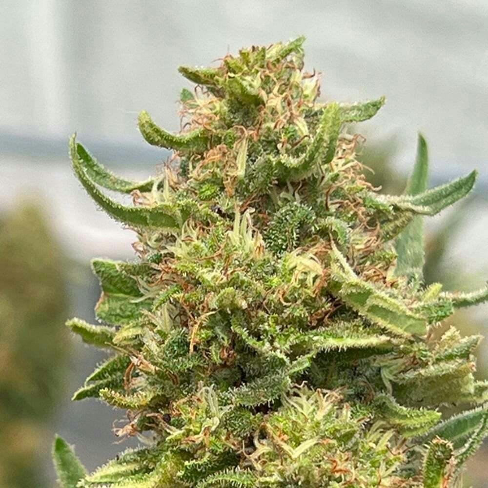 CBD Stargazer Myrtle | Cannasol - Flower