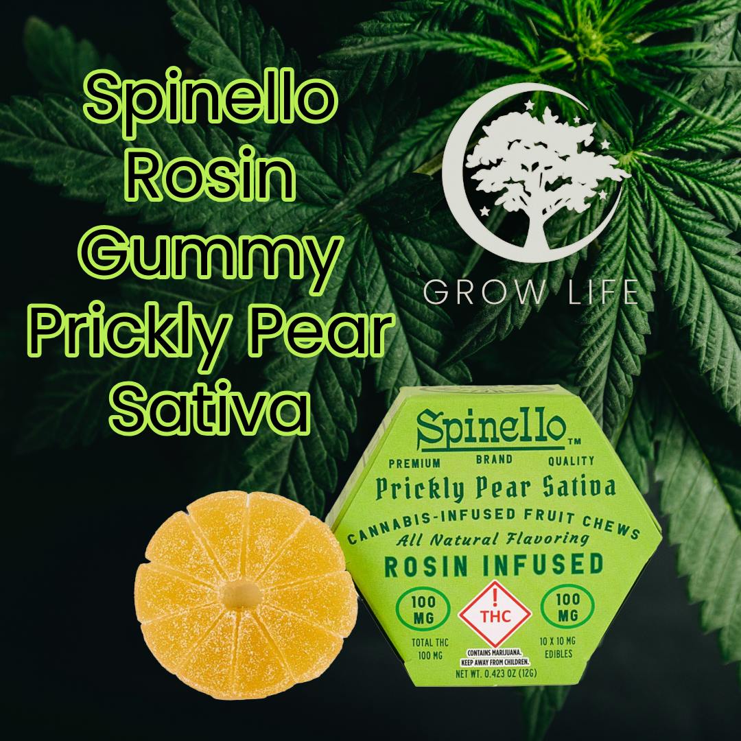 Spinello Rosin Gummy Prickly Pear Sativa 100mg (REC)