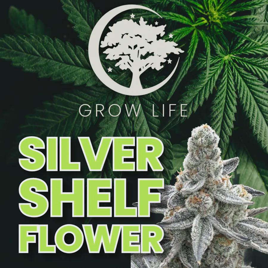 Drunken Strawberries - Silver Shelf REC