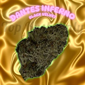 Dante's Inferno (Black Velvet) - Canna Royale