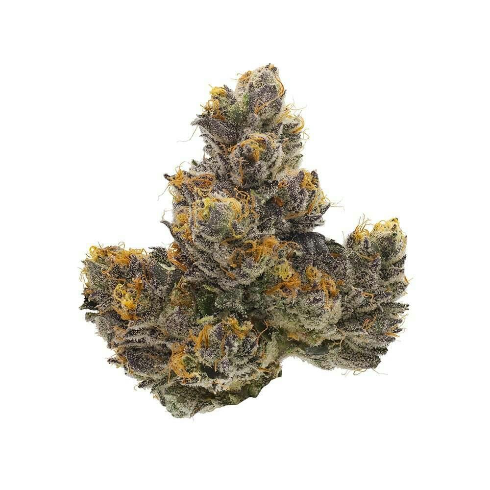Couch Rider | Fig Farms