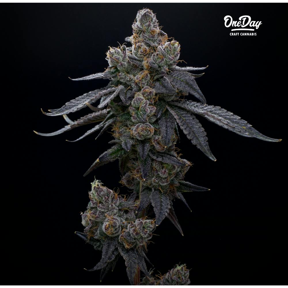 Blueberry Schnapps | OneDay - Premium Flower