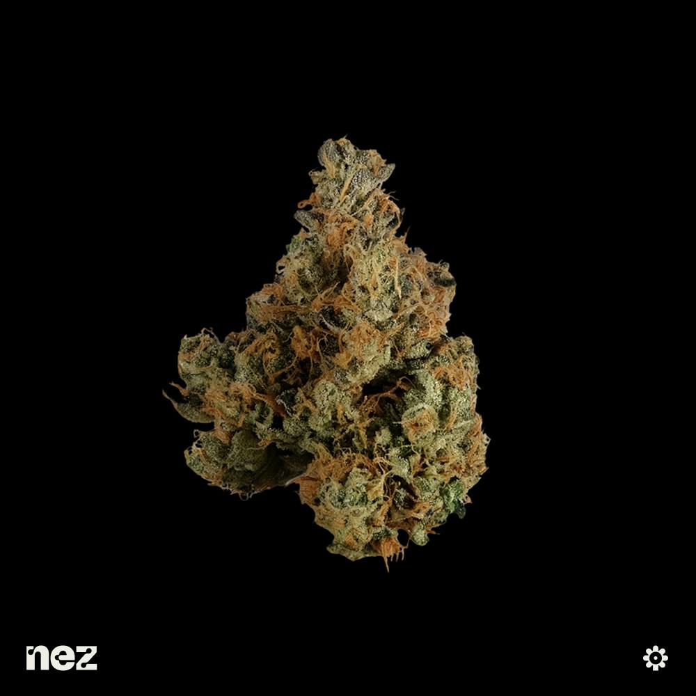 Medellin | NEZ - Premium