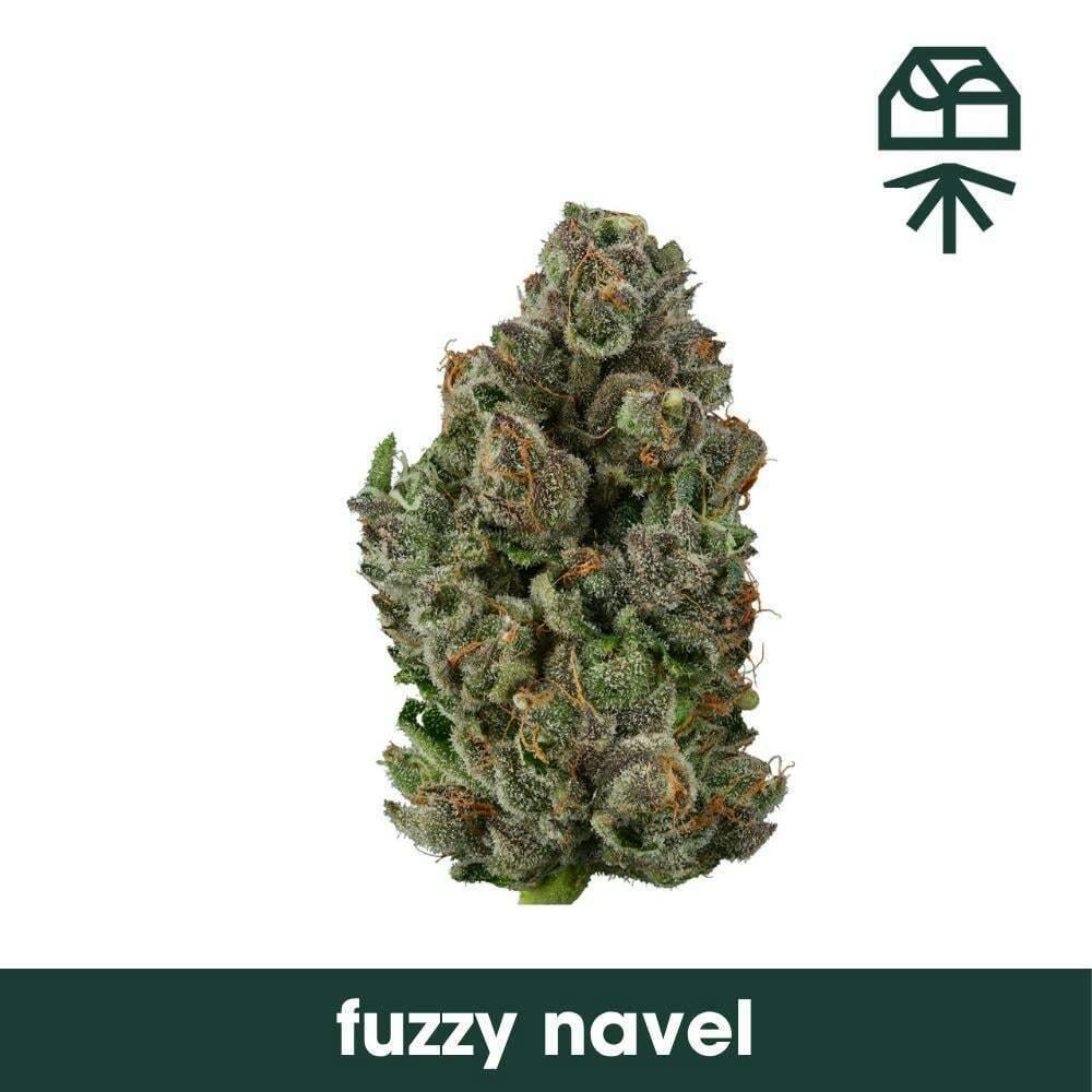 Fuzzy Naval | Grassroots
