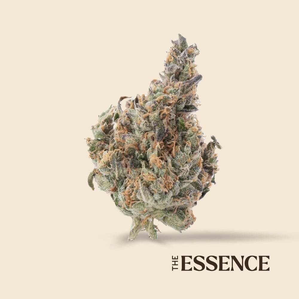 GMO Jungle Cake | (the) Essence - Premium Flower