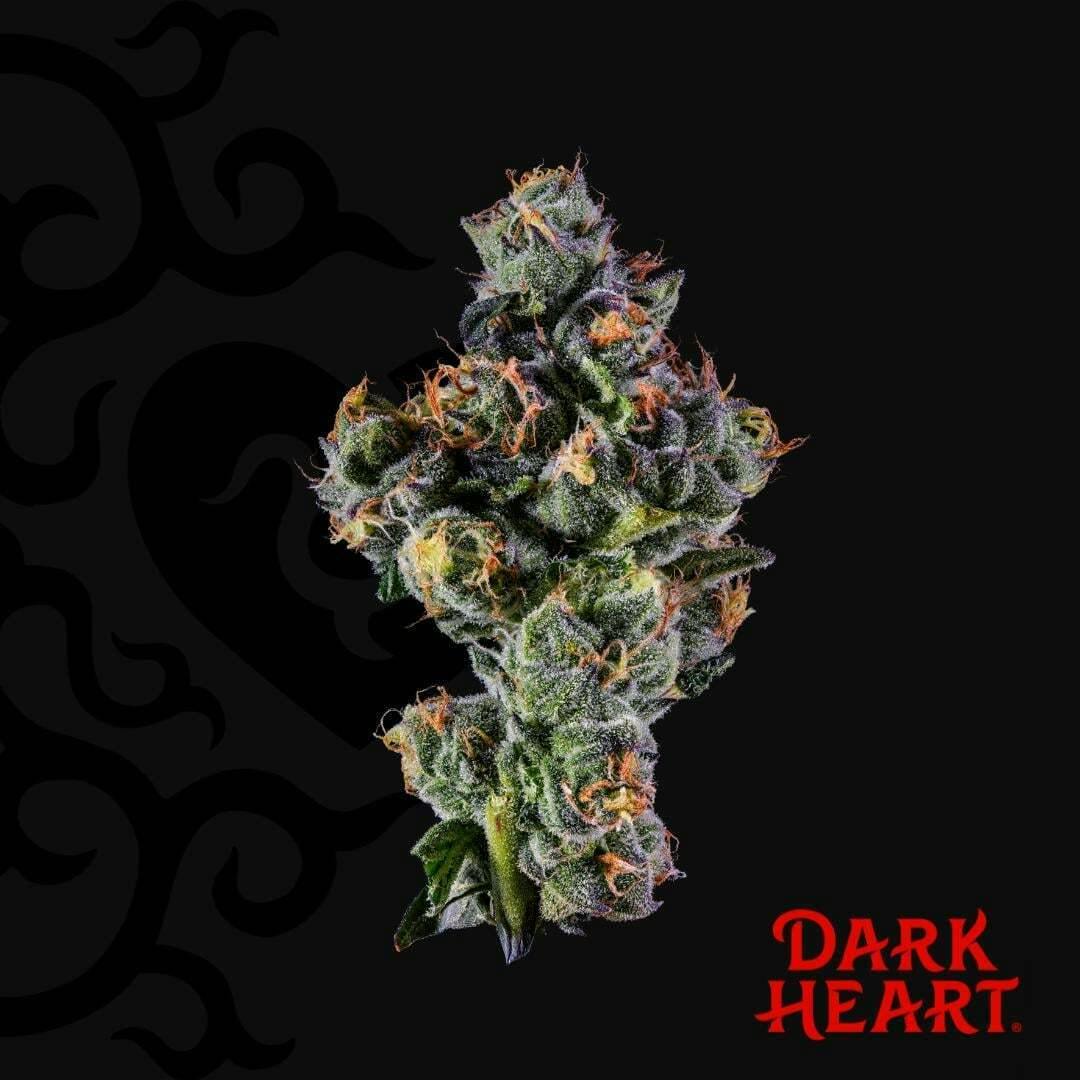 Sugar Kushions | Dark Heart - Premium Flower