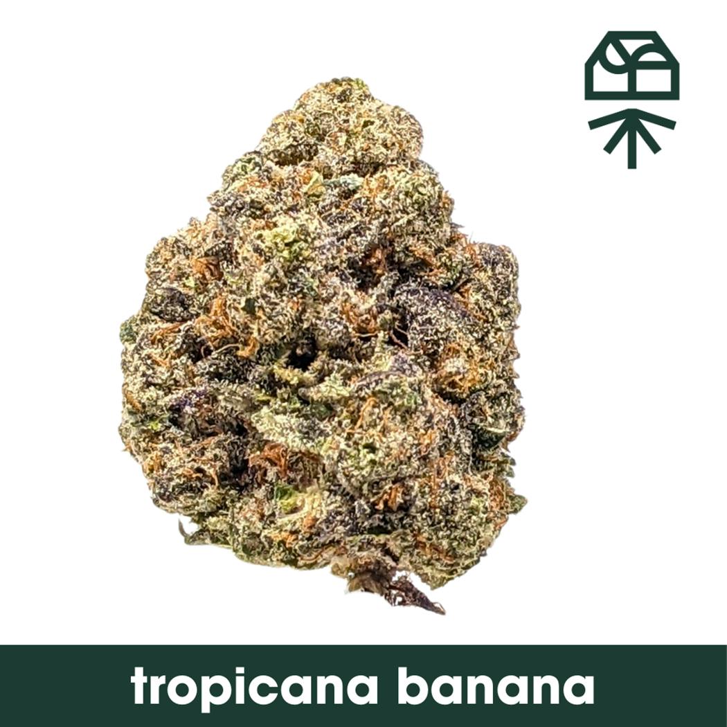 GRASSROOTS | TROPICANA BANANA | 3.5G FLOWER