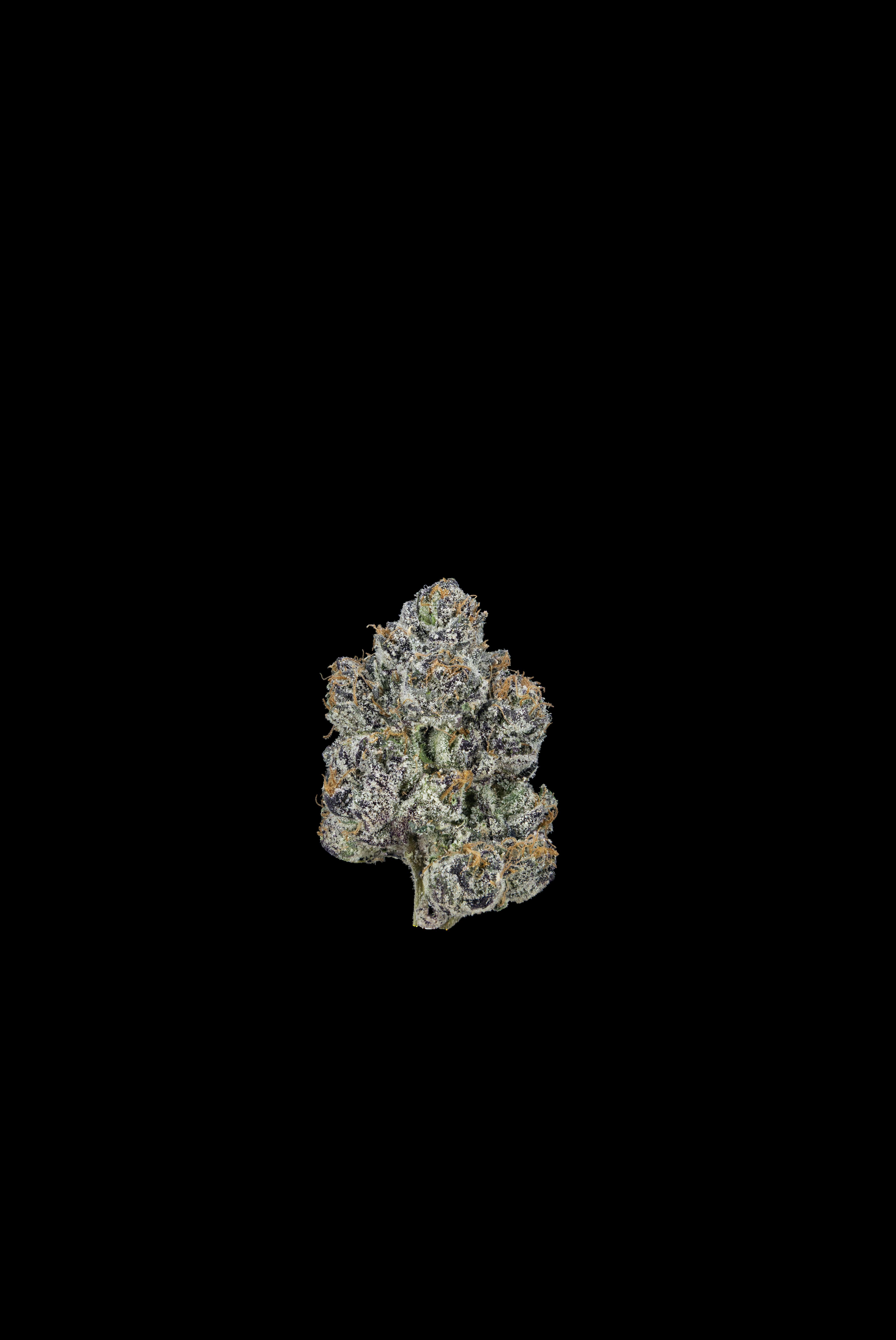 GROWING PAINS | A5 | BULK DELI FLOWER