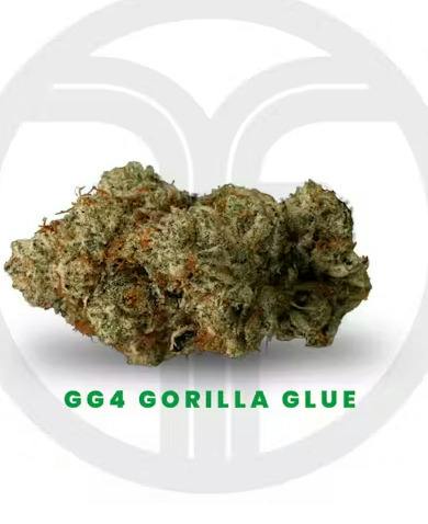 FRESHY FINE | MOTORBREATH | PREPACKED FLOWER 1/4TH JAR | 7G