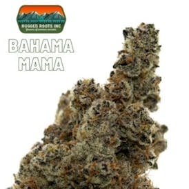 Rugged Roots | Bahama Mama Flower