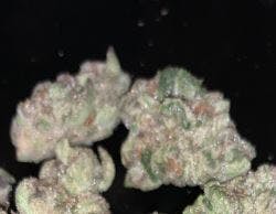 SUMMIT - Lemon Zest (S) - CHOICE