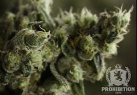 Prohibition Herb - Limoncello (S) - 3.5g Prepack