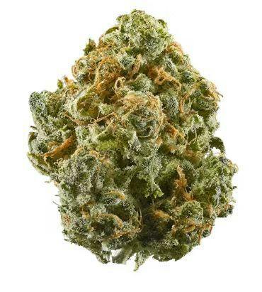 Hummingbird - Blue Dream (SH) - SELECT