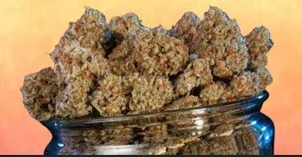 Tree Gringos - Sherb Cream Pie (I) - OZ SPECIAL $99