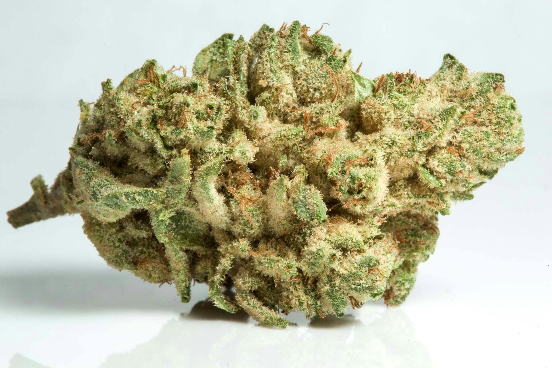 Hummingbird - Pine Fruit (H) - SELECT