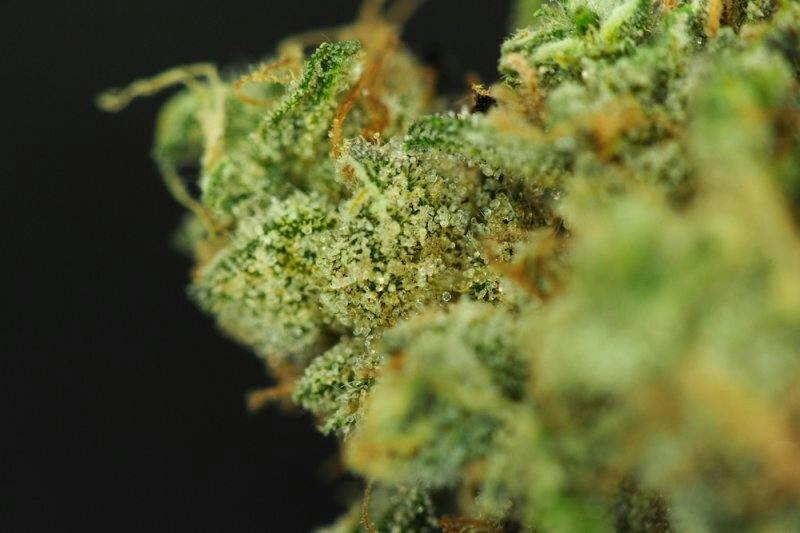 Tree Gringos - Dip N Dotz (H) - CHOICE