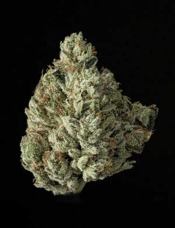 Colorado Chronic - Black Maple - Classic