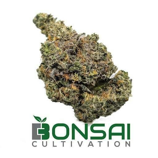 King Sherb | Bonsai Cultivation