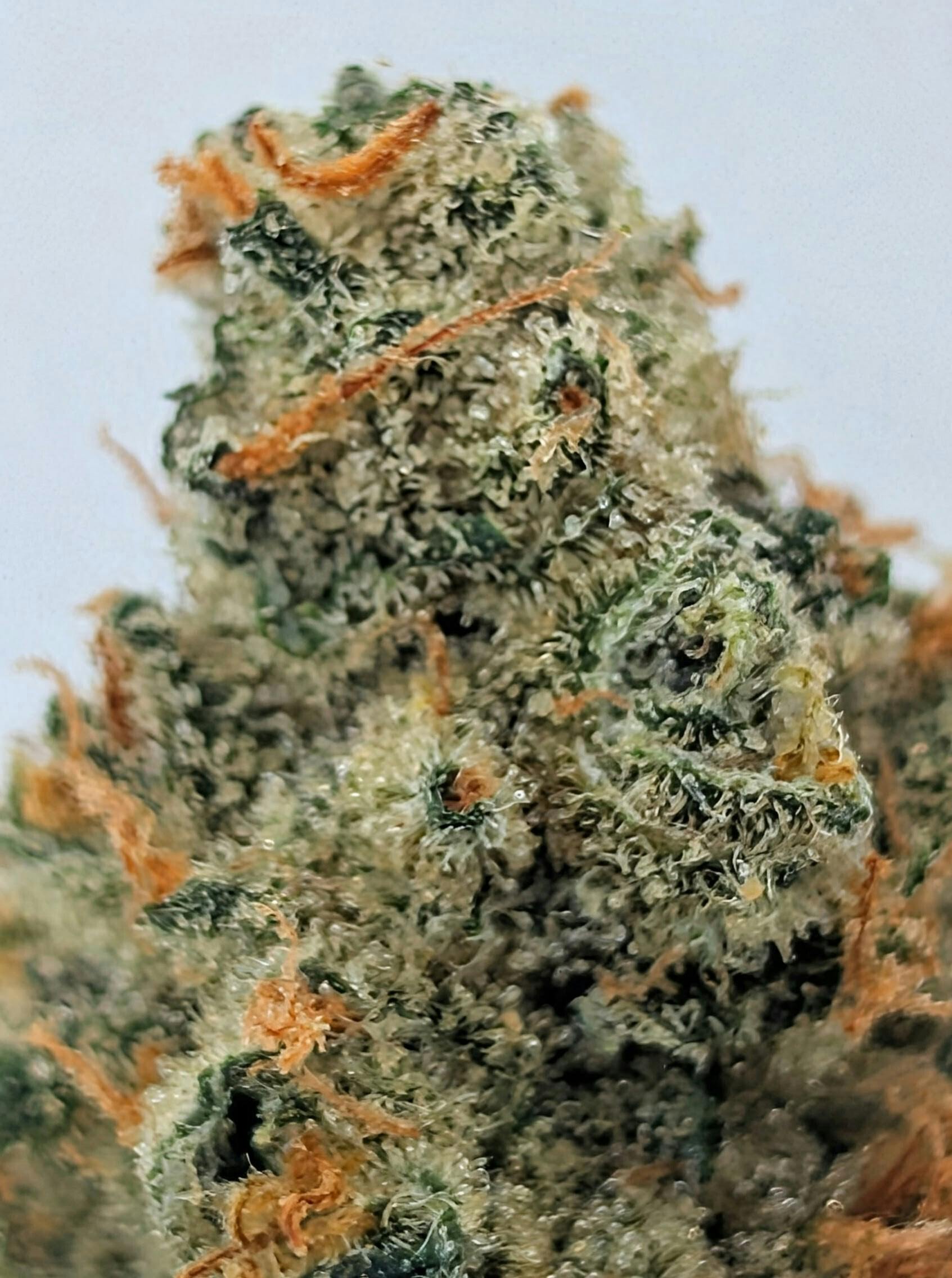 Jack Herer | Karing Kind