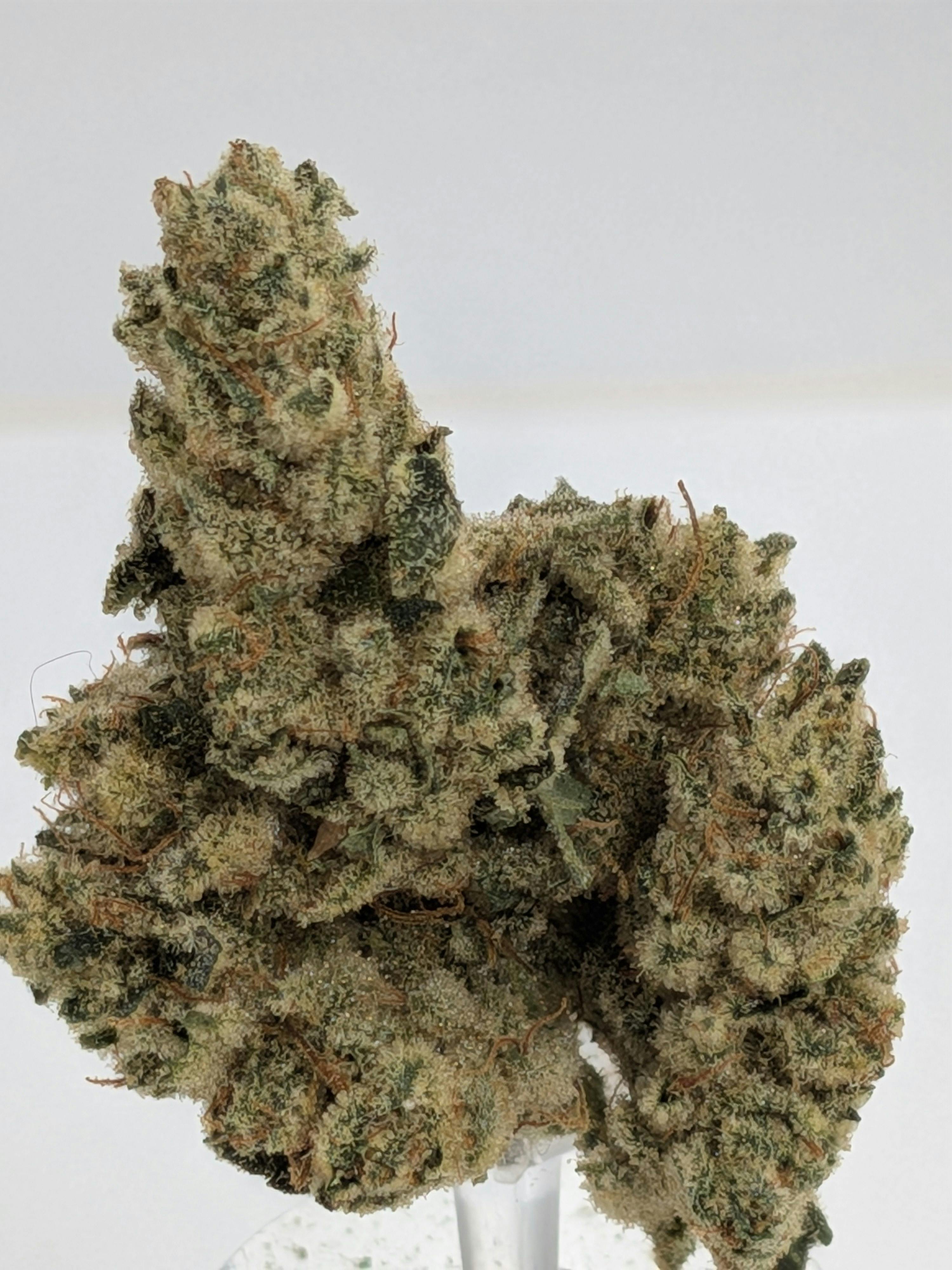 GG#4