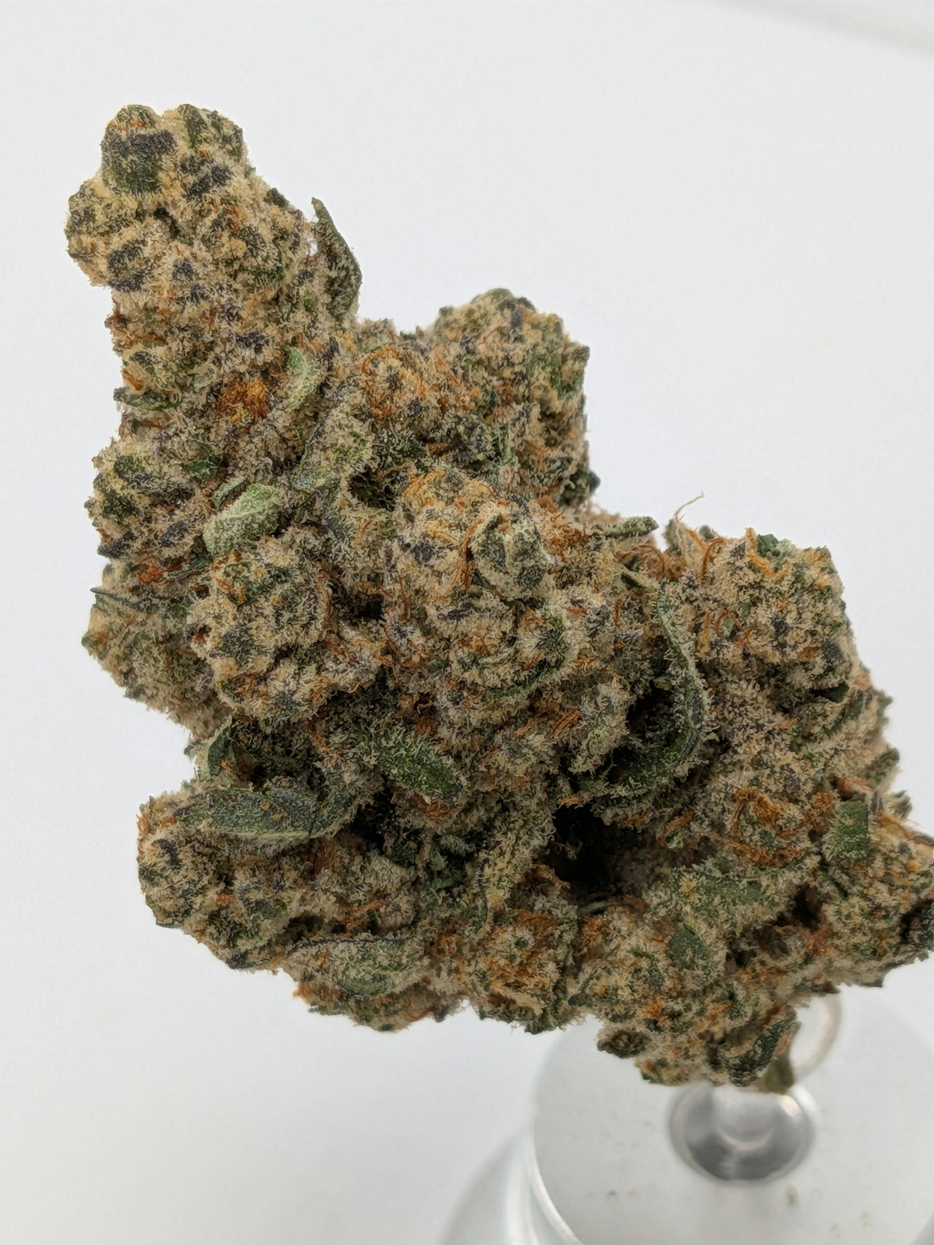 GG4 Widow | Karing Kind