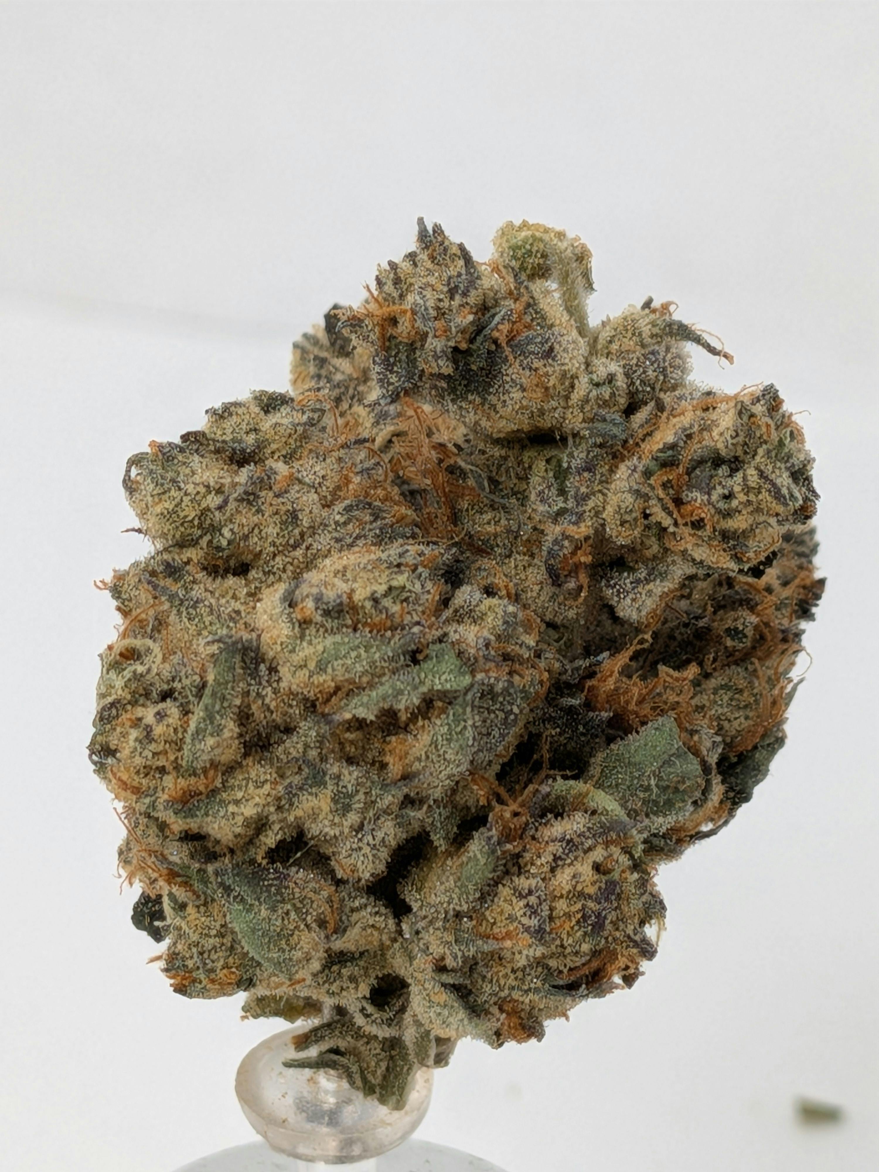 Fritter Runtz | Karing Kind