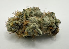 Grapes and Cream Hybrid- Flower