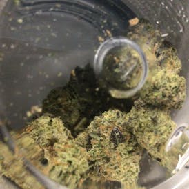 Green Dynasty - Cat Piss 3.5g