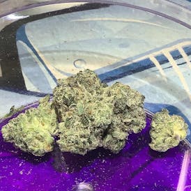 THICC - Jeff Gordon - 3.5G