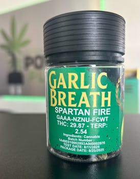 Garlic Breath Flower (Bigs)