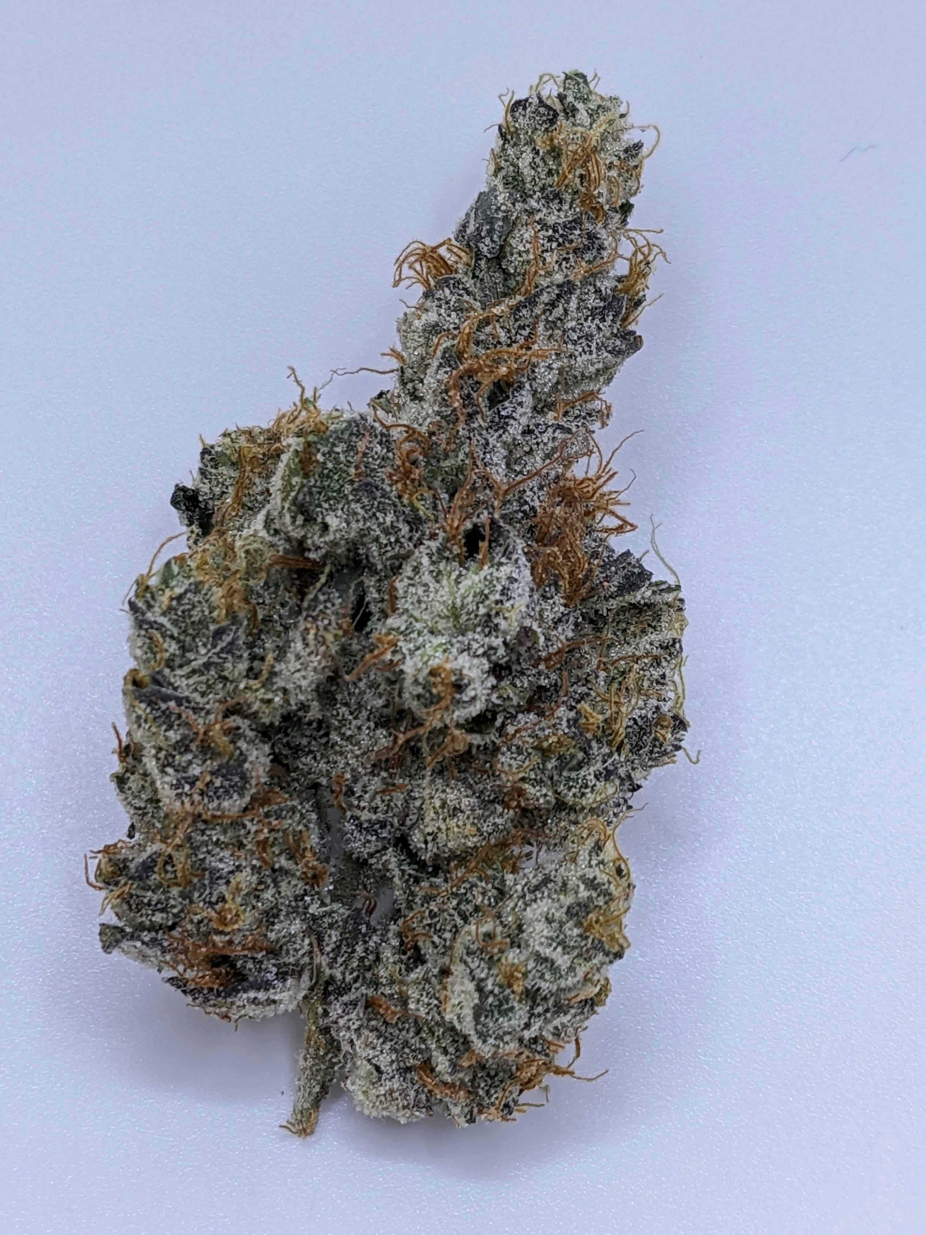 GMO - Tourma Cannabis