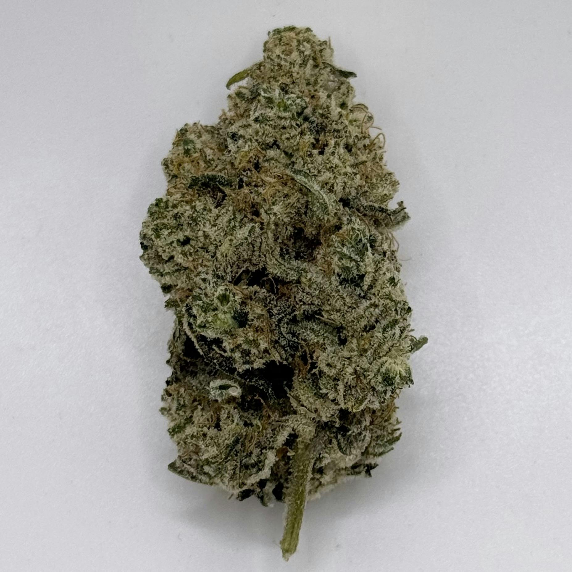 Jack Herer x Trophy Wife - Captains Cannabis