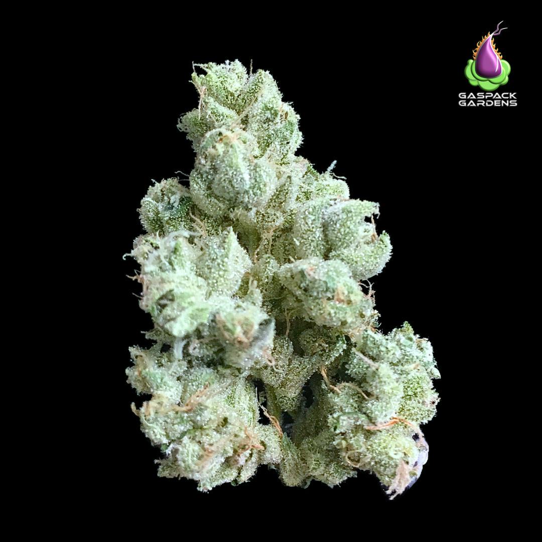 Sour Diesel Bx2 - Gaspack Gardens