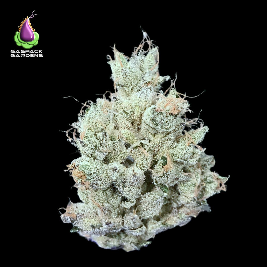 Headbanger - Gaspack Gardens