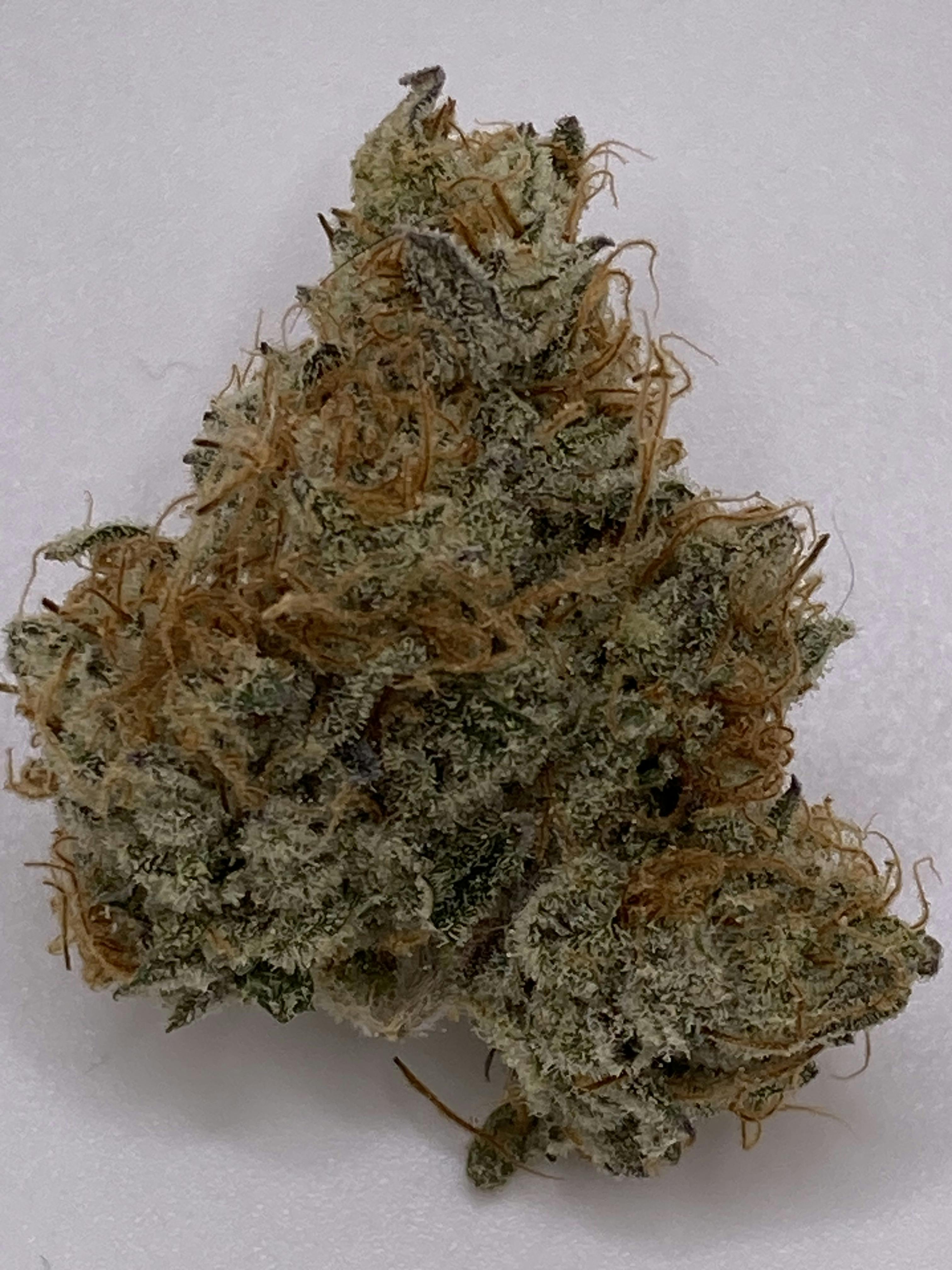 White Lobster - Wild Flower Cannabis
