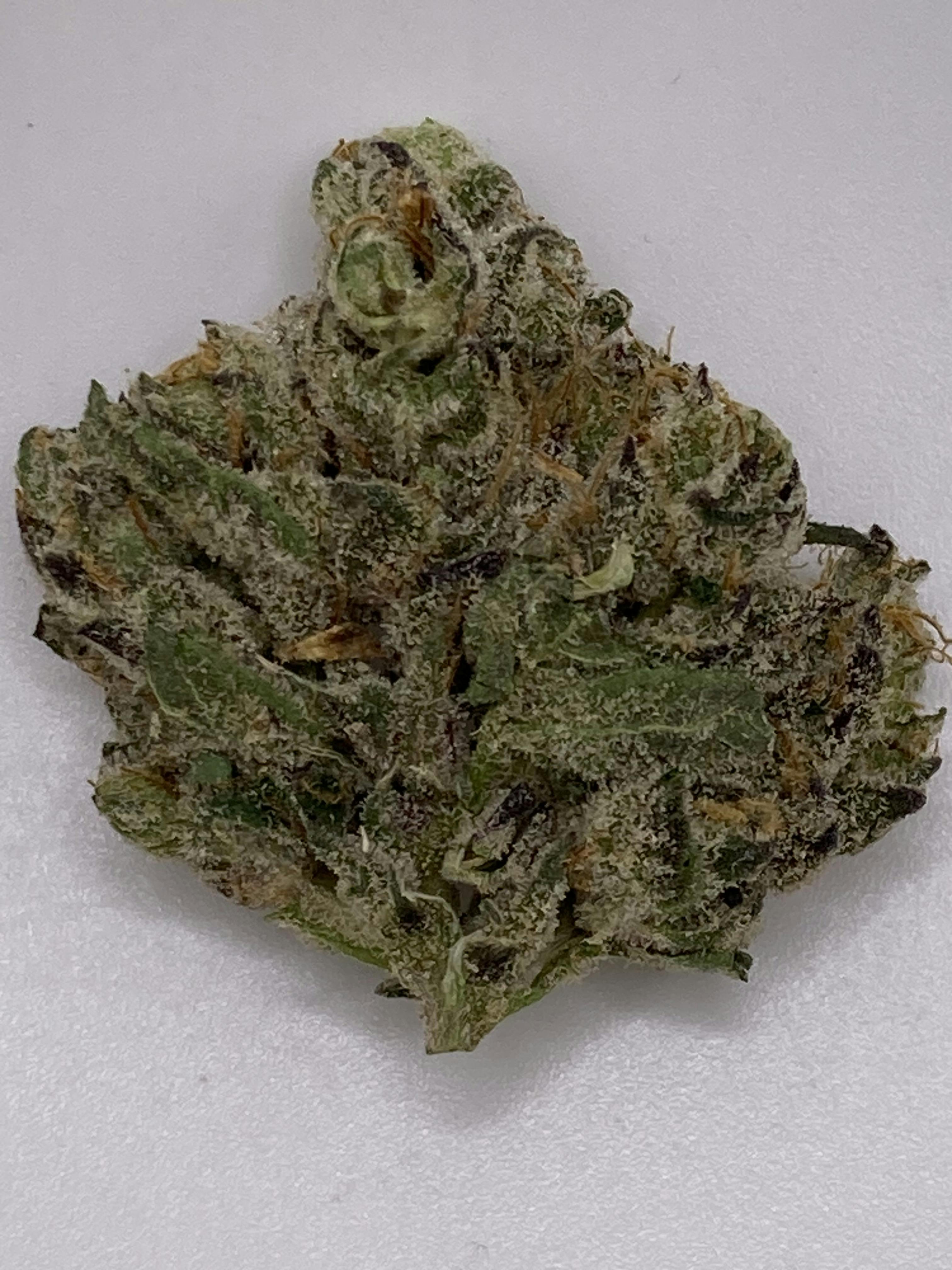 Gas Face - Northern Terps