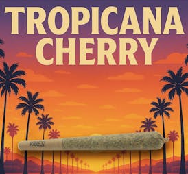 Tropicana Cherry | 1g Pre-roll