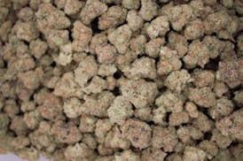Hybrid Farms - Gelato | Flower | 1/2oz (14g)