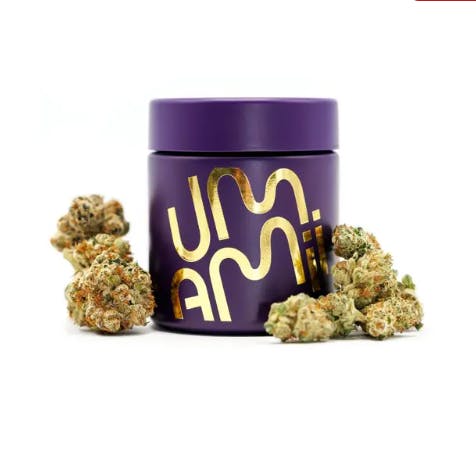 Georgia Apple Pie | Hybrid