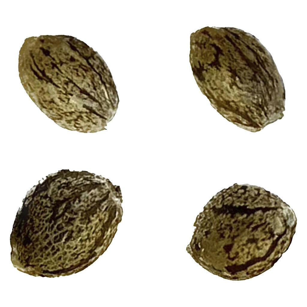 Raspberry Ortega Northern Lights THC AUTO Feminized 4 Pack Seeds