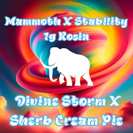 Mammoth-1g Rosin-Divine Storm X Sherb Cream Pie