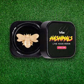 Tribe-1g Live Hash Rosin-Hashimal-Bumble Bee-Citrus Sand