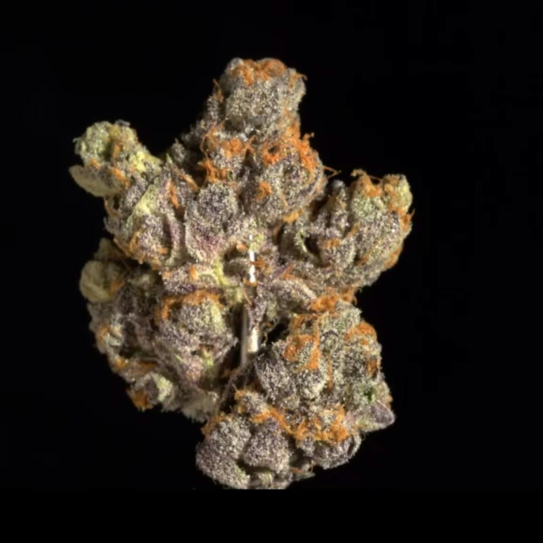 Animal Gelato - 1oz Shake