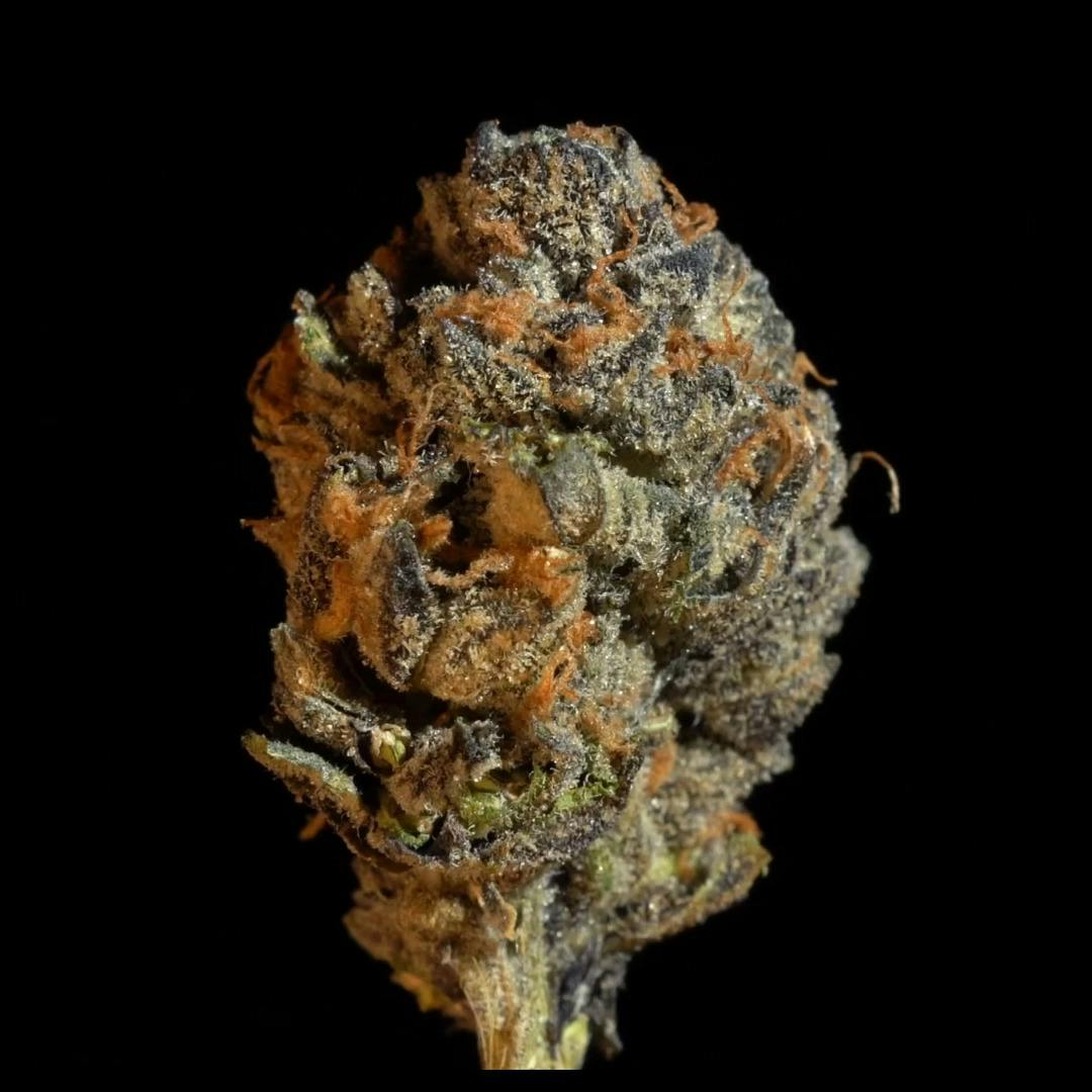 King Sherb IX - 1oz Shake