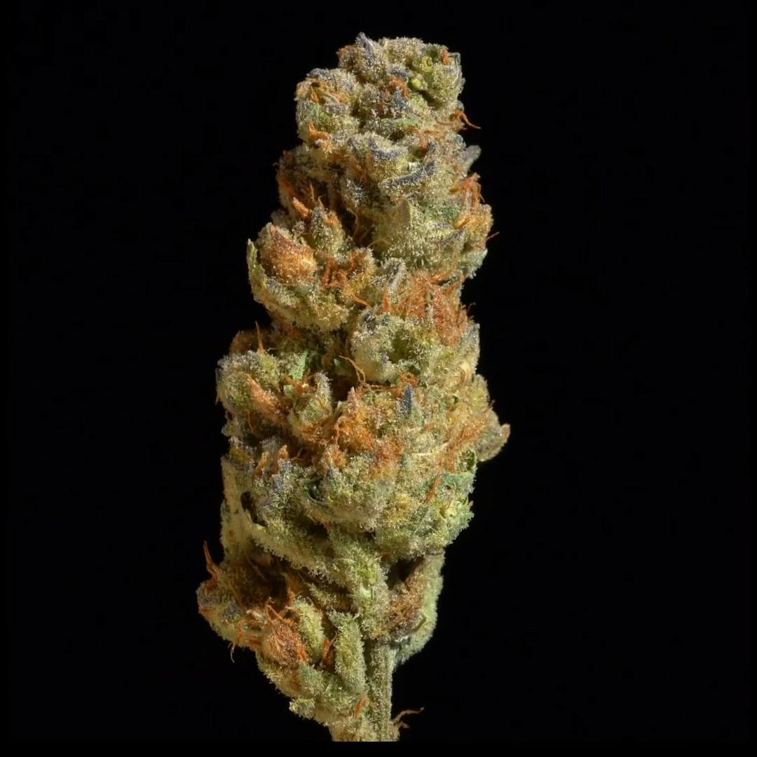 The Hive - 3.5g Clearance Flower