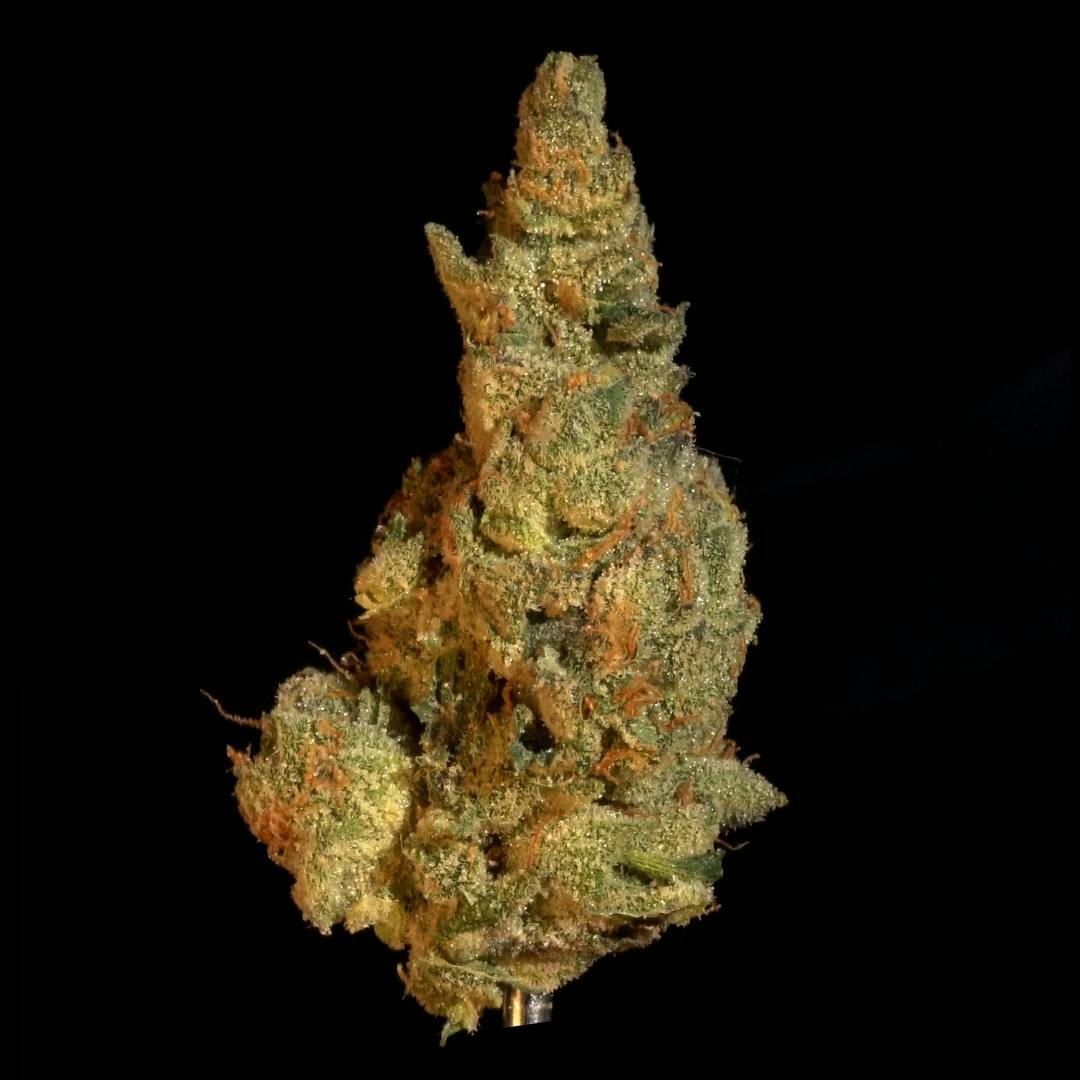 GMO - 1oz Shake