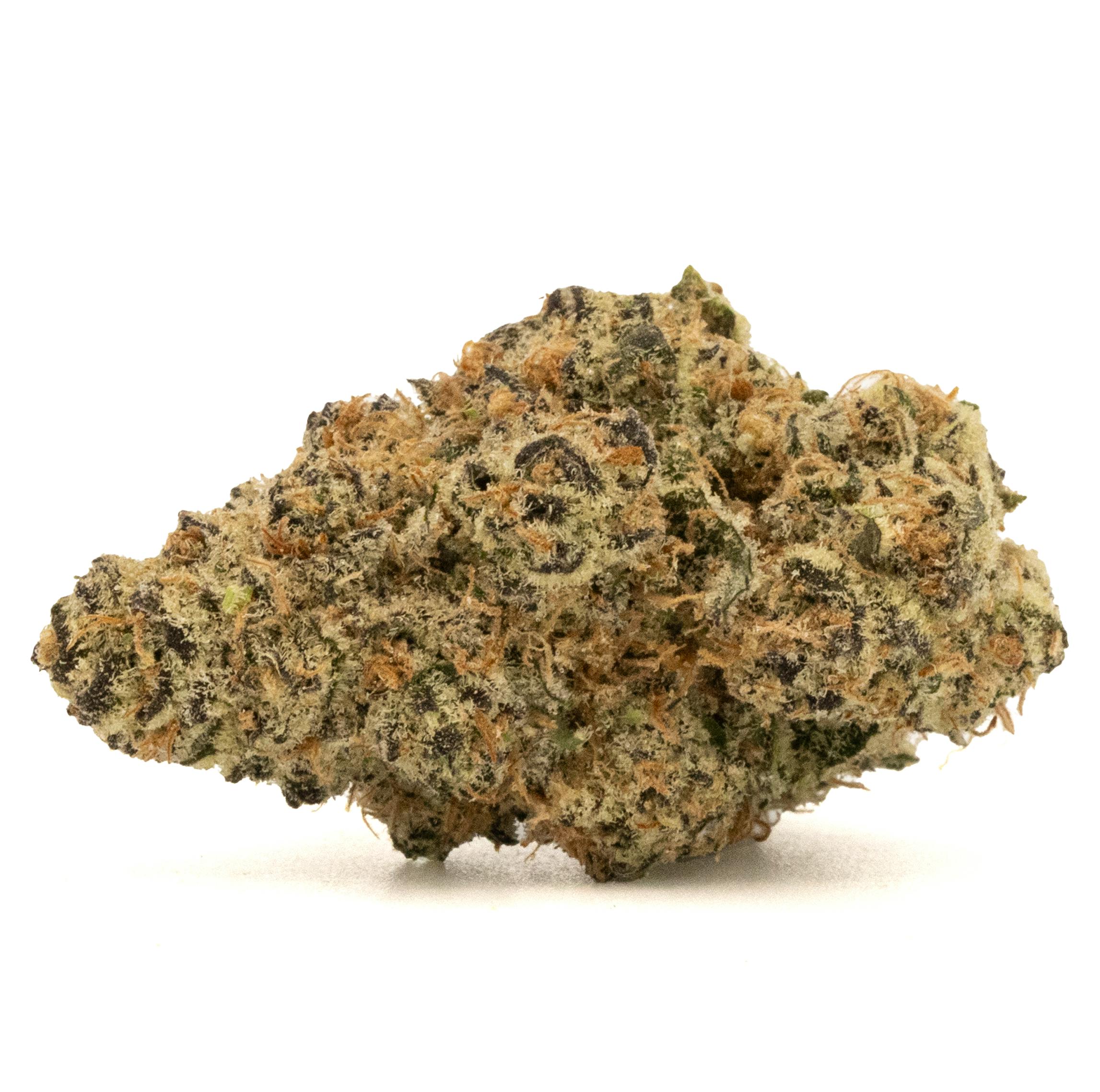 GOVERNMINT OASIS [3.5G]
