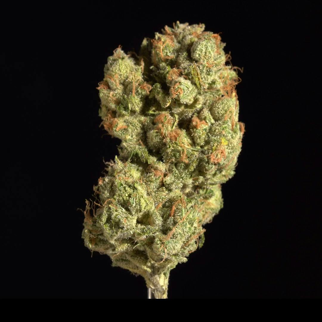 9lb Hammer - 3.5g Top Shelf Flower