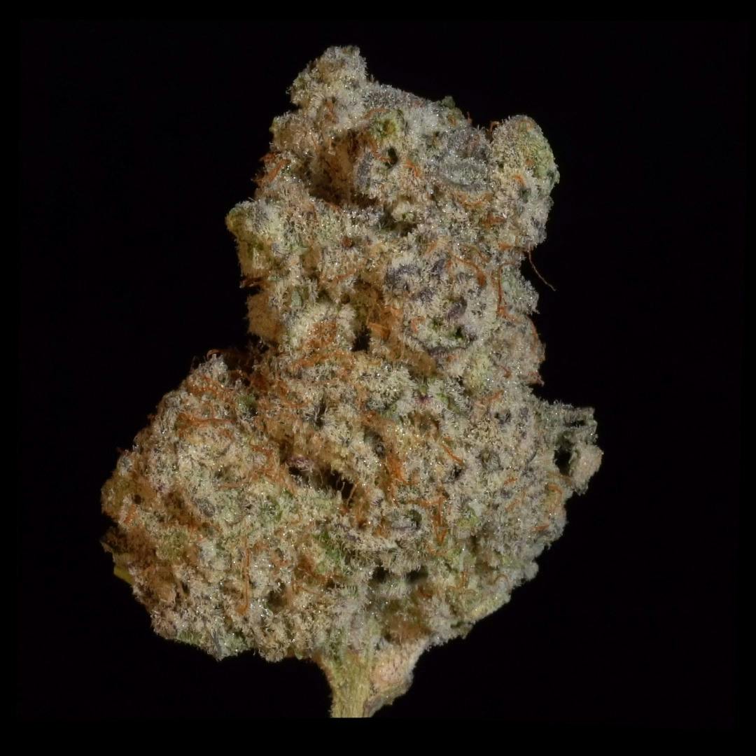 MAC - 1oz Shake