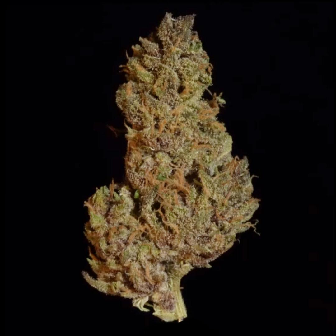 Skunk Lady - 1oz Shake